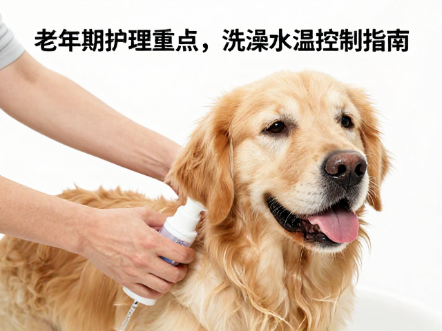 金毛犬产地在哪?老年期护理重点与洗澡水温控制指南