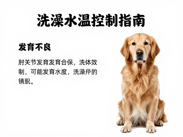 金毛犬产地科普,肘关节发育不良护理与洗澡水温控制指南
