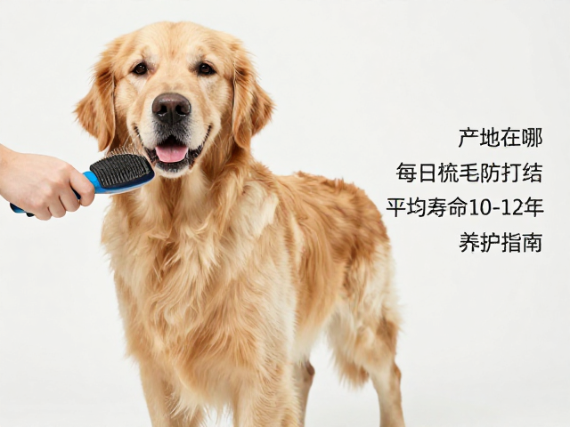 金毛产地在哪?每日梳毛防打结,平均寿命10-12年养护指南