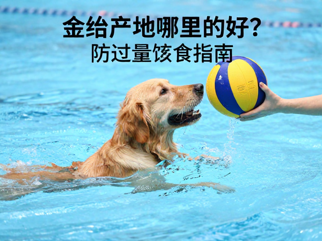金毛产地哪里的好?游泳接球防过量进食指南