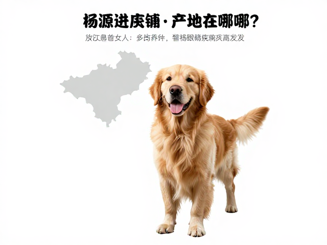 金毛犬产地在哪？需主人多陪伴，警惕眼部疾病高发