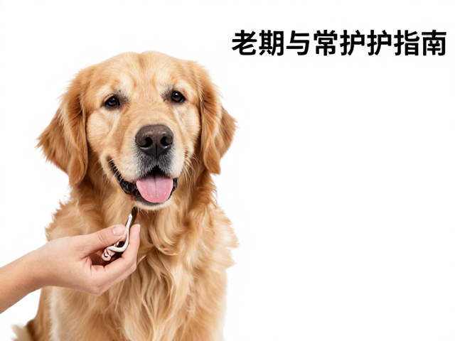 金毛犬产地在哪？老年期护理重点，指甲修剪与日常呵护指南