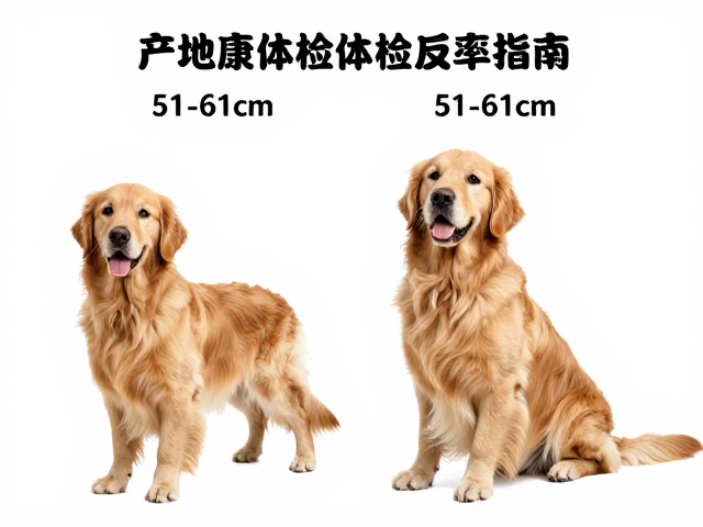 金毛犬产地与肩高51-61cm标准，定期体检频率指南