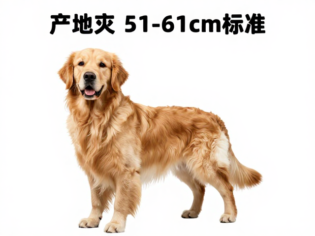 金毛犬产地与肩高51-61cm标准,定期体检频率指南