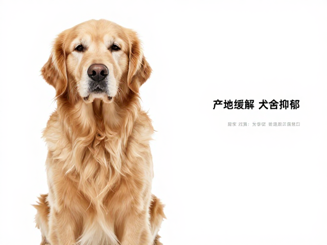 金毛犬老年期(7-12岁)如何缓解犬舍抑郁?产地与护理指南