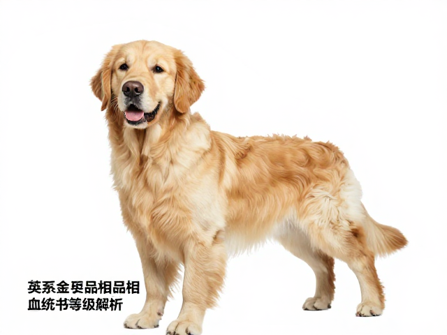 英系金毛品相血统书等级解析，训练容易度与选购指南