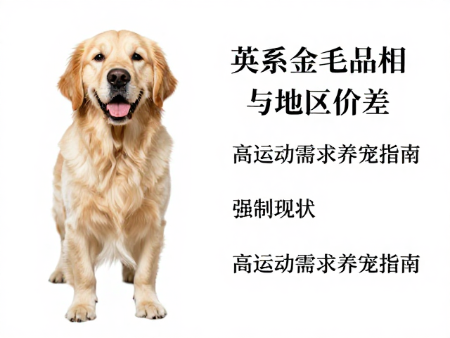 英系金毛品相与地区价差,高运动需求养宠指南