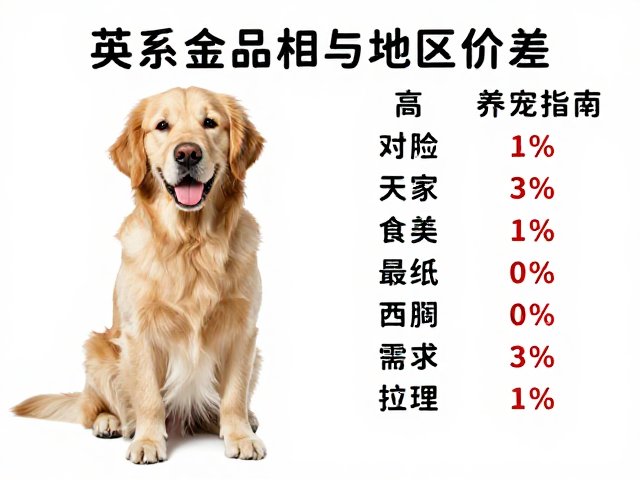 英系金毛品相与地区价差,高运动需求养宠指南