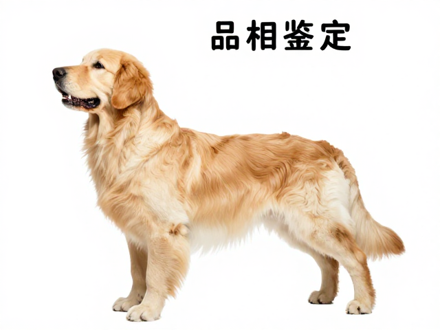 英系金毛品相鉴定，肩峰角度与清洁频率全指南