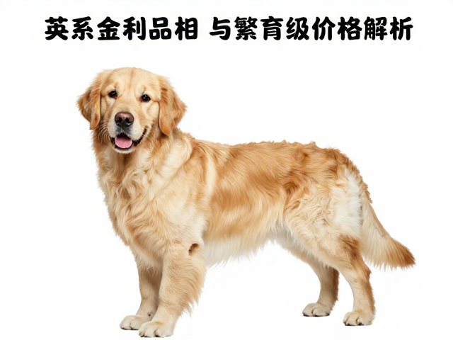 英系金毛品相与繁育级价格解析,掉毛频率真的那么高吗?