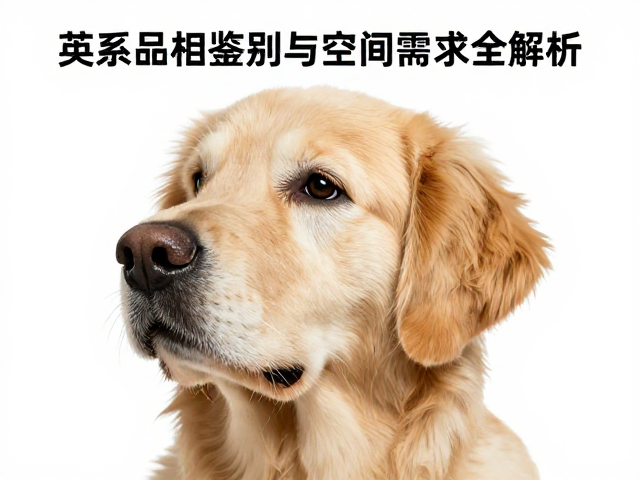 英系金毛品相鉴别,掉毛频率与空间需求全解析