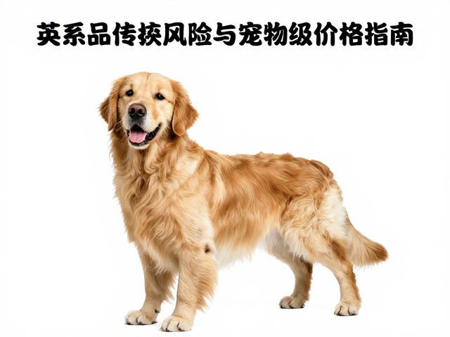 英系金毛品相解析,常见遗传病风险与宠物级价格指南