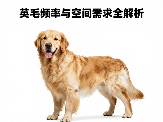 英系金毛品相鉴别,掉毛频率与空间需求全解析