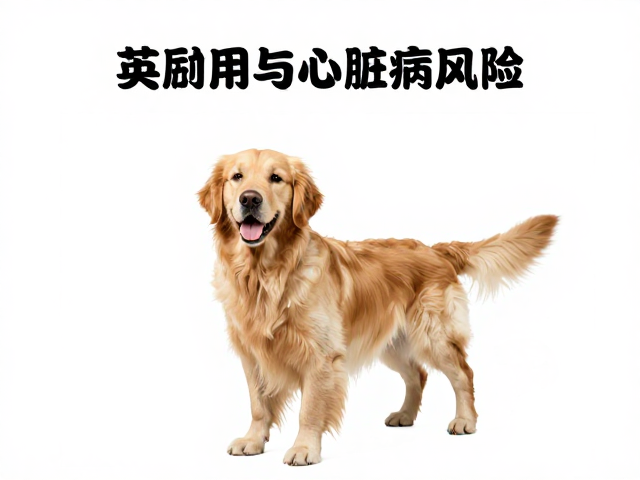 英系金毛品相与心脏病风险,大空间需求解析