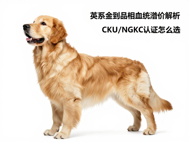 英系金毛品相血统溢价解析,CKU与NGKC认证怎么选?