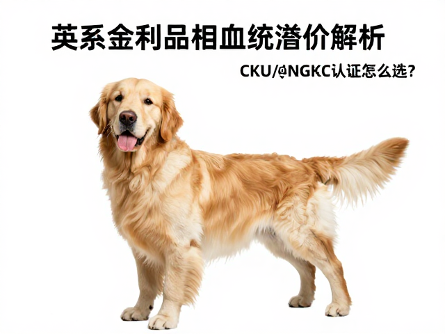 英系金毛品相血统溢价解析,CKU与NGKC认证怎么选?