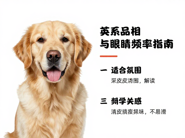 英系金毛品相与眼睛神态解析,科学清洁频率指南