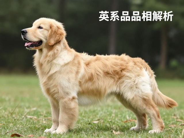 英系金毛品相解析，父母赛绩与后驱角度决定幼犬品质