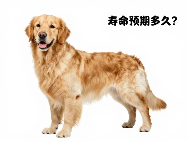 英系金毛品相与底绒厚度解析,寿命预期多久?