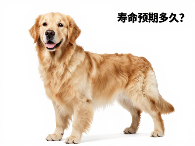 英系金毛品相与底绒厚度解析,寿命预期多久?