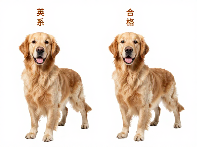 英系金毛品相与体重差异,如何成为合格的导盲辅助犬?