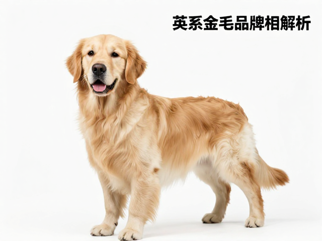 英系金毛品相解析,头版宽度的关键与科学饮食要求