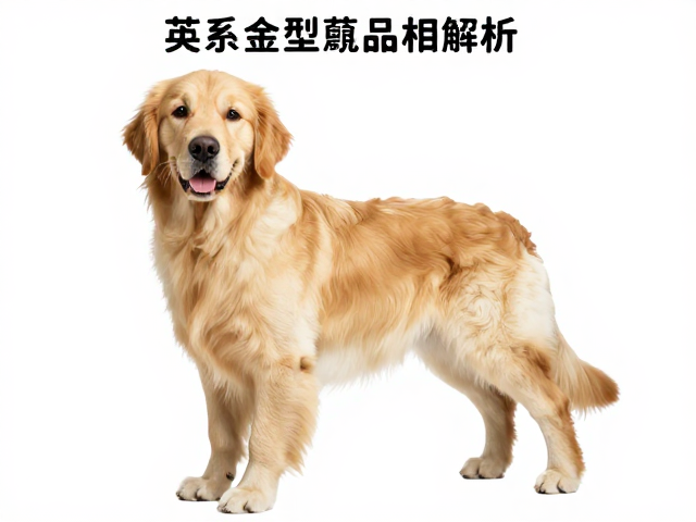 英系金毛品相解析,额段角度与引进渠道怎么选?