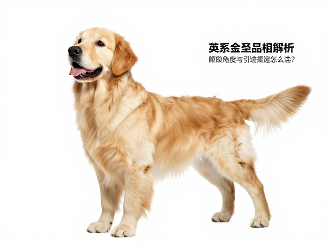 英系金毛品相解析,额段角度与引进渠道怎么选?