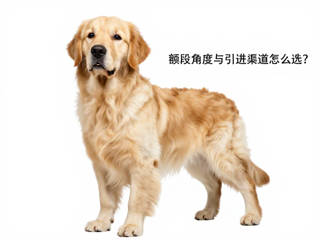 英系金毛品相解析,额段角度与引进渠道怎么选?