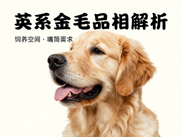英系金毛品相解析,嘴筒形状与饲养空间需求全攻略