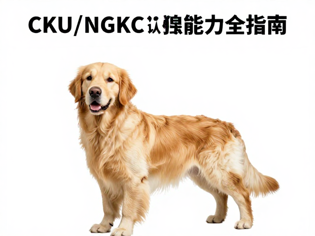英系金毛品相解析,CKU/NGKC认证标准与搜救工作能力全指南