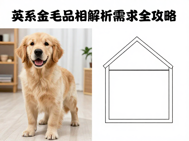 英系金毛品相解析，嘴筒形状与饲养空间需求全攻略