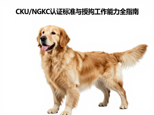 英系金毛品相解析,CKU/NGKC认证标准与搜救工作能力全指南
