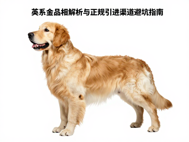 英系金毛品相解析,胸深宽度标准与正规引进渠道避坑指南