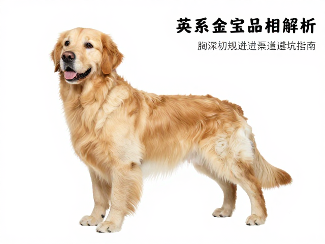 英系金毛品相解析,胸深宽度标准与正规引进渠道避坑指南