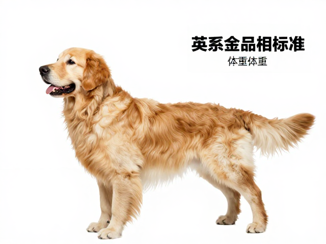 英系金毛品相标准,卷曲程度与体重差异全解析