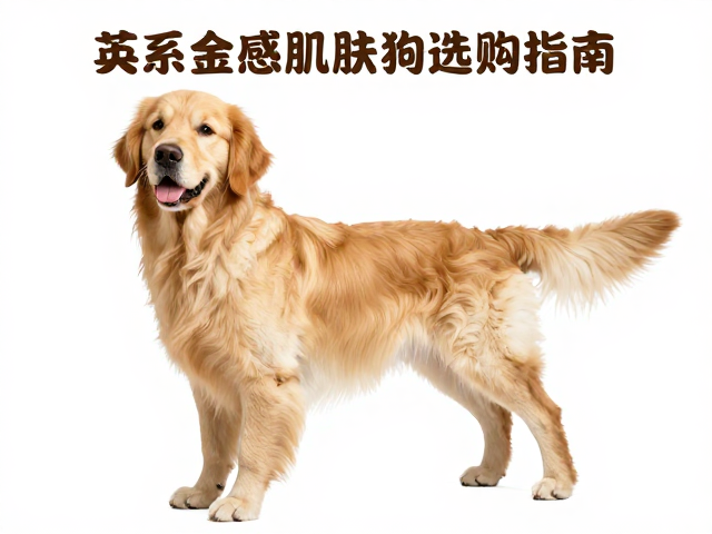 英系金毛品相与繁育者声誉，高敏感肌肤狗狗选购指南