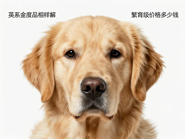 英系金毛品相详解,额段角度怎么看?繁育级价格多少钱?