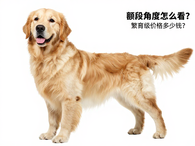 英系金毛品相详解,额段角度怎么看?繁育级价格多少钱?