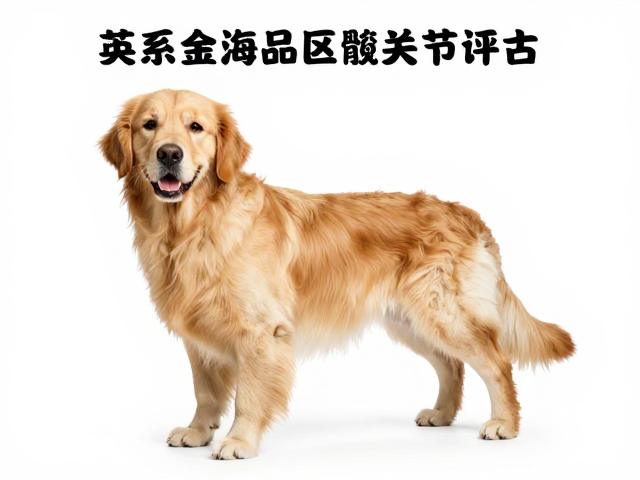 英系金毛品相与髋关节评估,北京上海地区价差解析