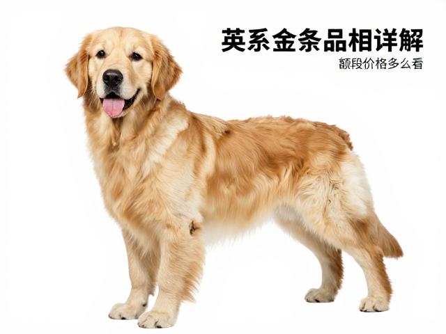 英系金毛品相详解,额段角度怎么看?繁育级价格多少钱?