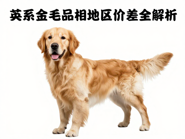 英系金毛品相怎么看?清洁频率与地区价差全解析