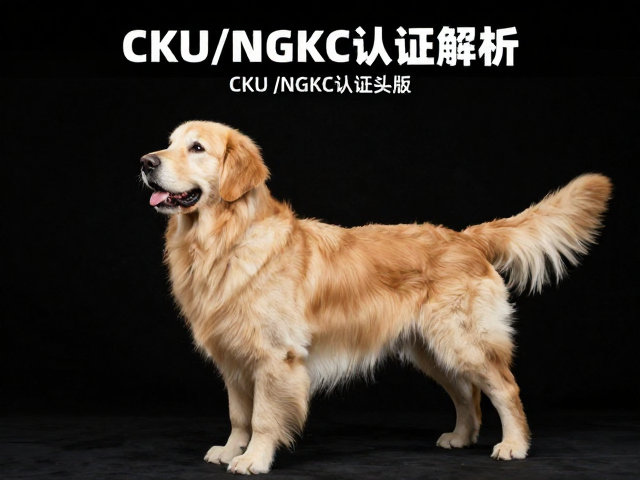 英系金毛品相,CKU/NGKC认证下的头版宽度标准解析