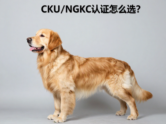 英系金毛品相与髋关节评测,CKU/NGKC认证怎么选?