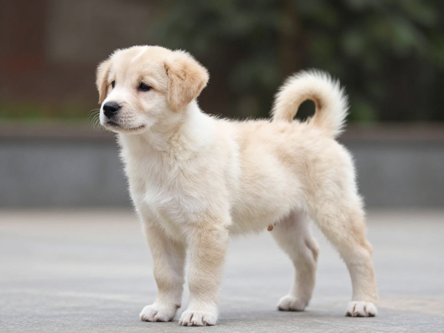 幼犬鉴别技巧,后肢驱动强劲易训练,选对健康好养狗