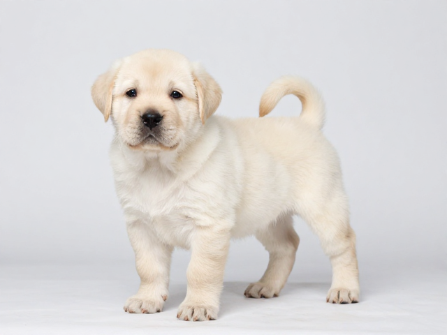 奶油色幼犬鉴别，吻部宽阔深厚是关键，3招教你挑好狗