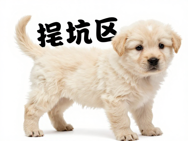 幼犬鉴别技巧，尾尖过细或过卷？奶油色幼犬选购避坑指南