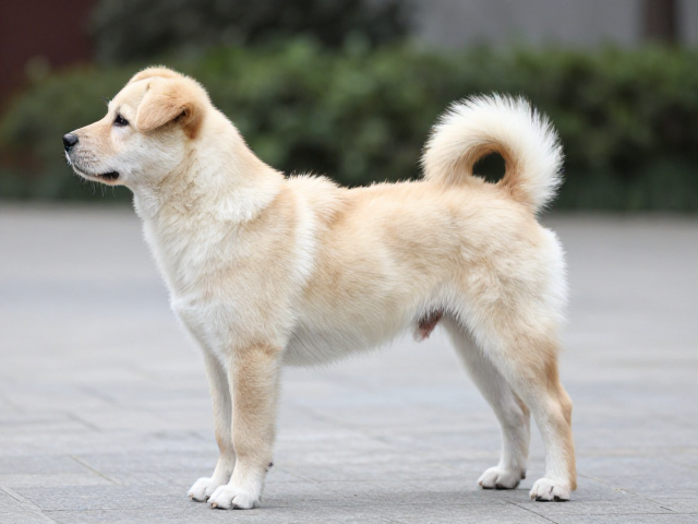 幼犬鉴别技巧，后驱肌肉发达与社交表现观察指南