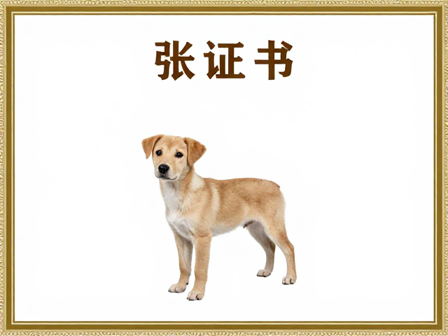 幼犬鉴别技巧，前躯直挺且拥有正规犬业协会注册证书