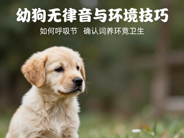 幼犬鉴别技巧,如何通过呼吸平稳无杂音确认饲养环境卫生